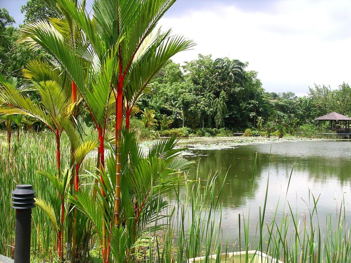 Singapore Botanic Gardens — destination photograph